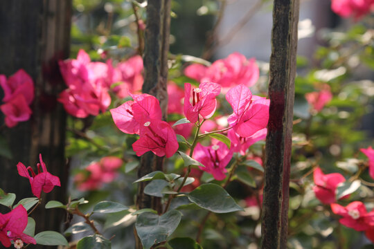 叶子花三角花杜鹃花