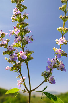 荆条花蜜源植物