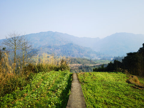 田间小路