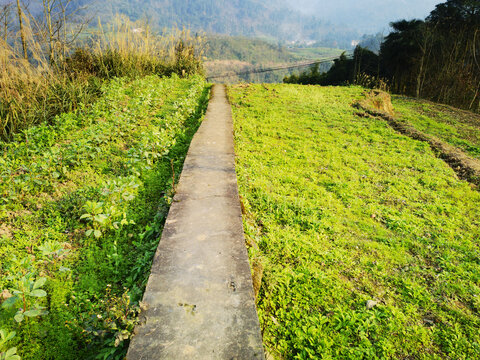 田间小道