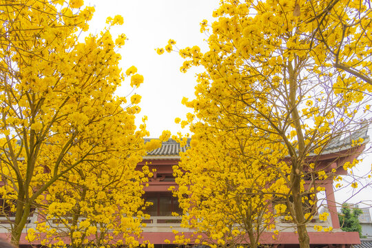 光孝寺内的黄花风铃木