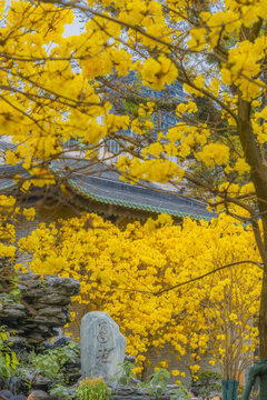 光孝寺内的黄花风铃木