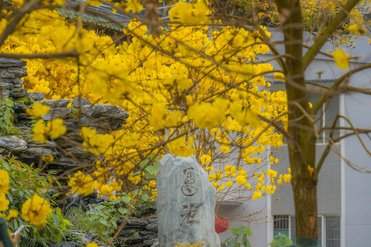 光孝寺内的黄花风铃木