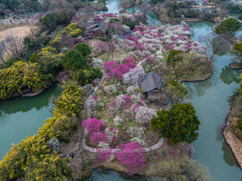 杭州西溪湿地梅花