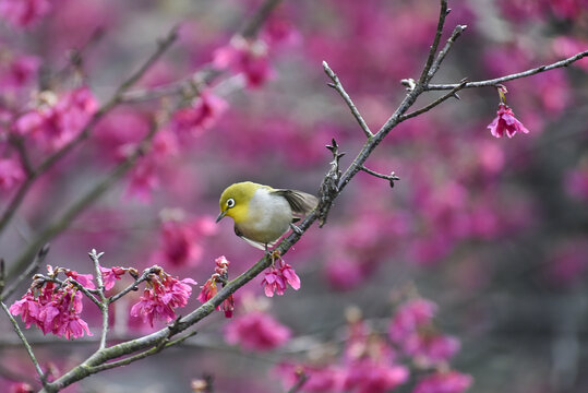 樱花与鸟