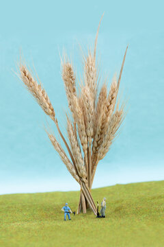 小麦丰收节