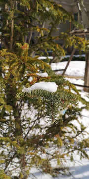 松树上的雪