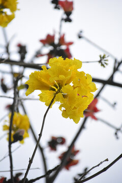 黄花风铃木