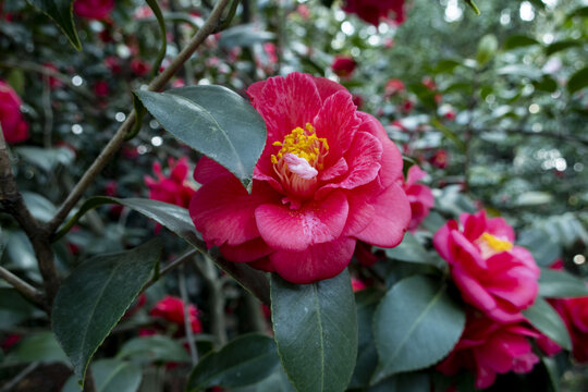 红茶花