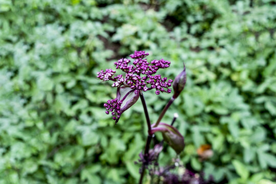 紫花前胡