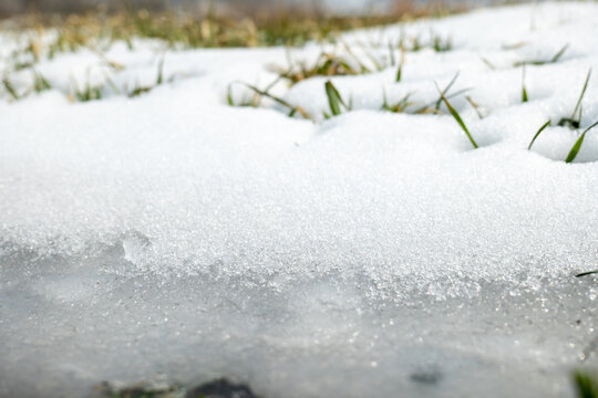 冬季小麦积雪融化