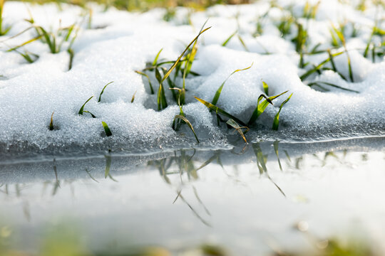 冬季小麦积雪融化