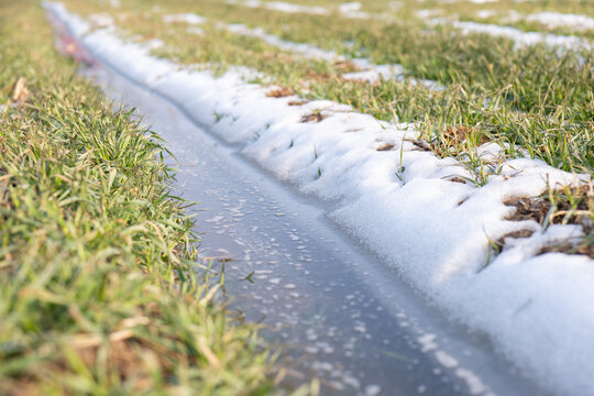 冬季小麦积雪融化