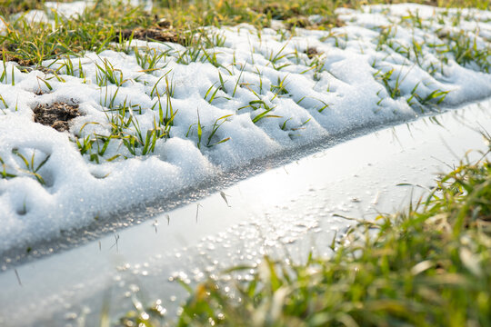 冬季小麦积雪融化