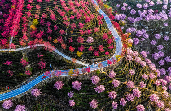 重庆市江津樱花园樱花盛开