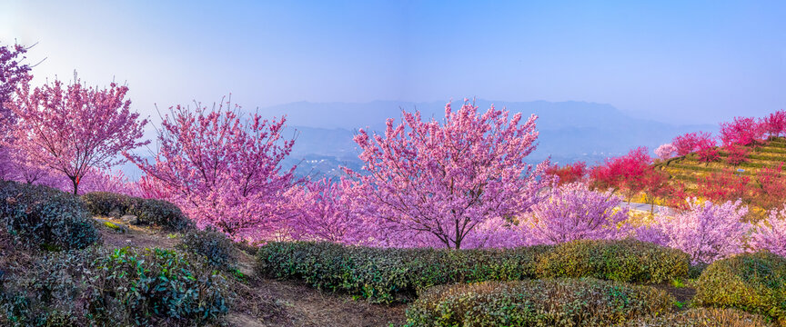 重庆市江津樱花园樱花盛开