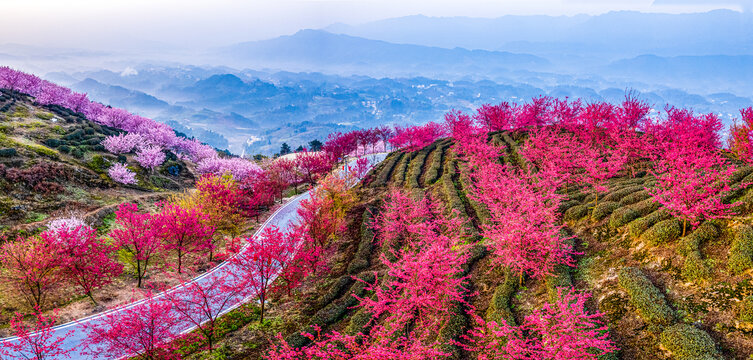 重庆市江津樱花园樱花盛开