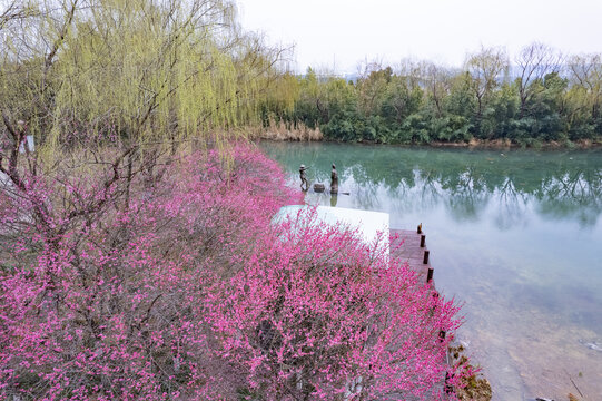 苏州大阳山梅花春水绿