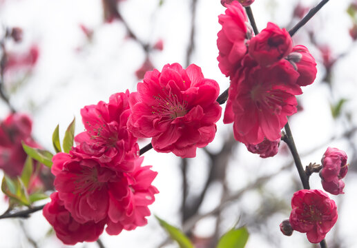 重庆园博园梅花