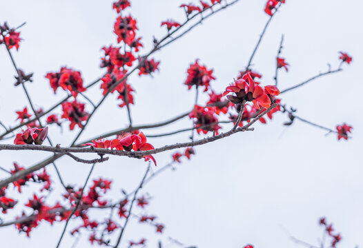 红棉花开