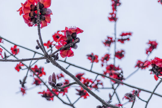 木棉花