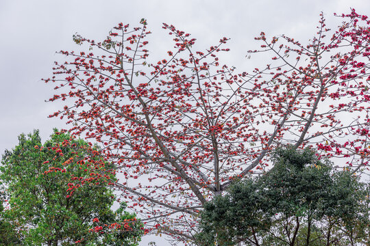 木棉花