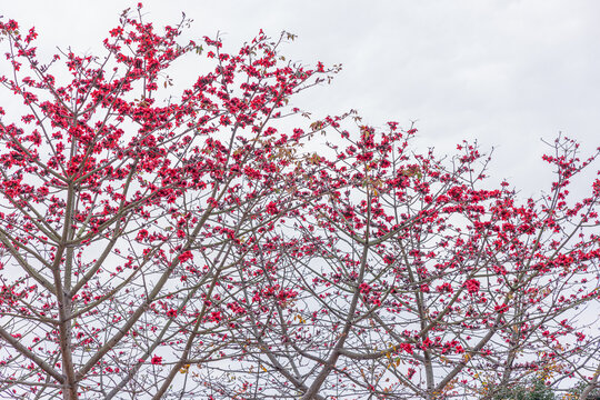 木棉花