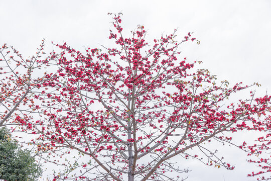 木棉花