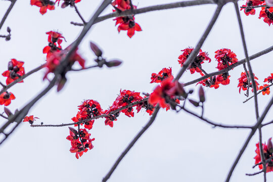 木棉花