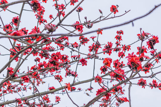 木棉花