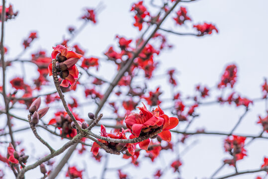 木棉花