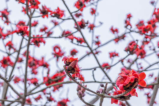 木棉花