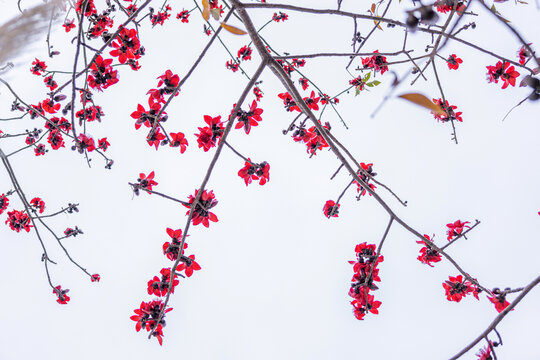 木棉花