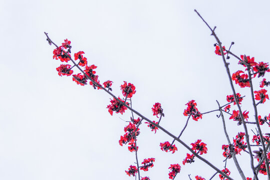 木棉花