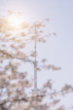 上海东方明珠塔尖顶与樱花