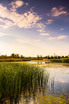昆明滇池湿地景观