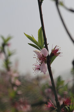 桃花朵朵开