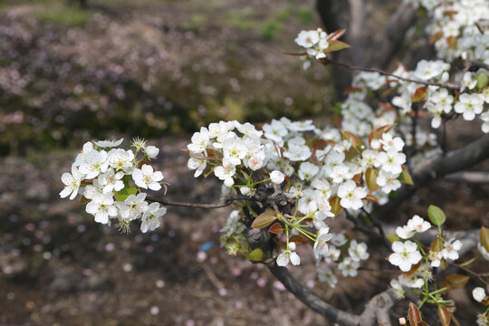 白色梨花特写春暖花开梨花树