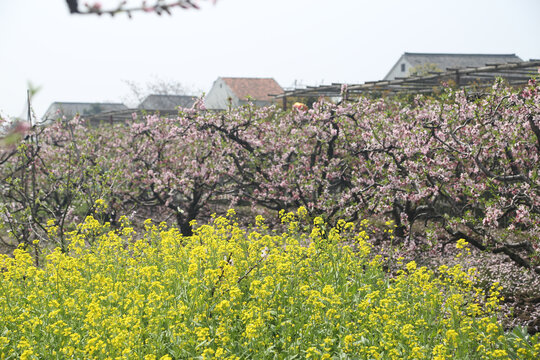 油菜花桃花盛开