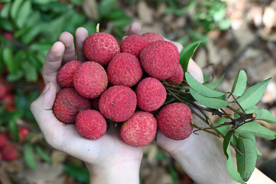 手捧红荔枝