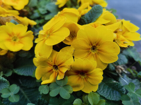 黄色迎春花