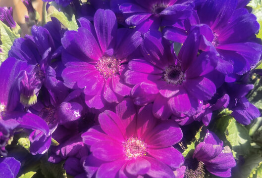 紫色野菊花