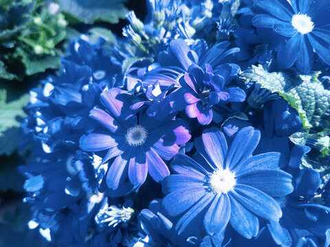 蓝色瓜叶菊花朵