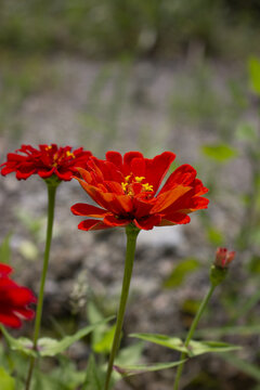 百日菊