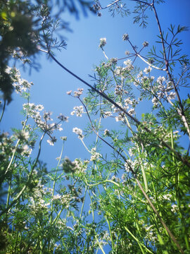 香菜花