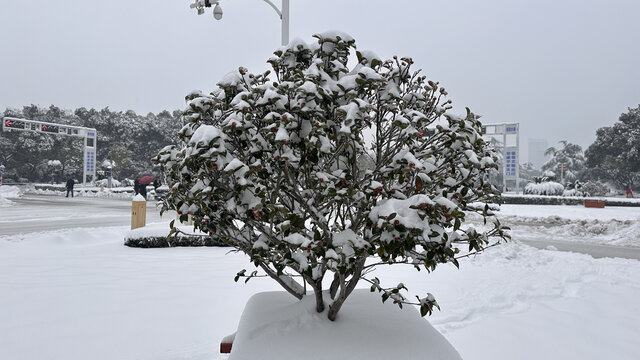 大雪