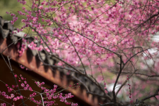 湖州铁佛寺