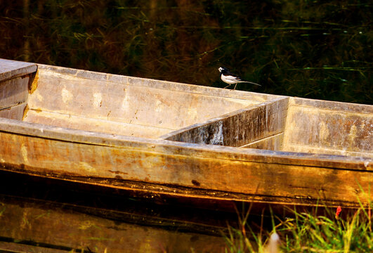 水上木船小鸟