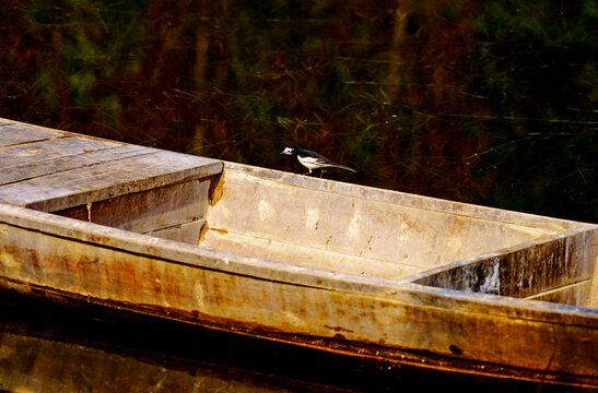 湖泊木船小鸟