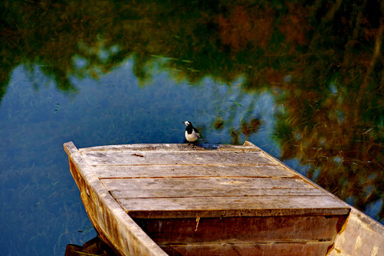 湖水船头小鸟
